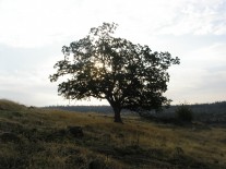 PICT0001